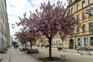 Brühl Boulevard, Chemnitz, Spring 2019